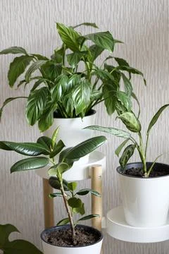 Three types of plants: Ficus elastica, Spathiphyllum and Aglaonema in white f Stock Photos