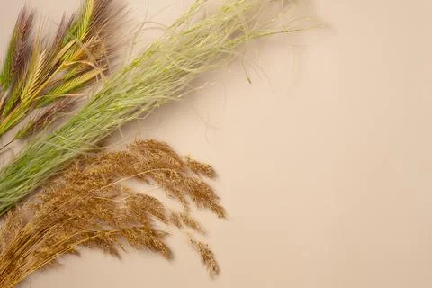 Three types of spikelet grass on a beige background. Copy space. Flat lay, .. Stock Photos