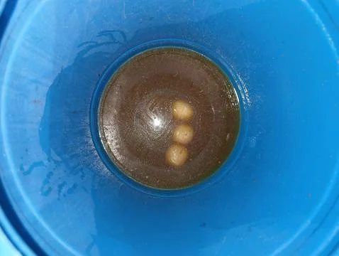 Three unidentified objects floating in murky liquid inside a blue container Foto stock