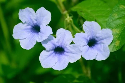 Three unknown beautiful white bluish street flower Stock Photos