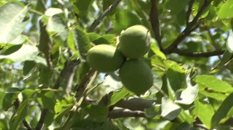 Three unripe walnuts Stock Footage 41137357