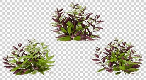 Three variations of a vibrant purple and green plant. Garden, nature, botan.. Stock Photos