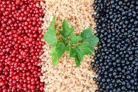 Three varieties of currants. Stock Photos