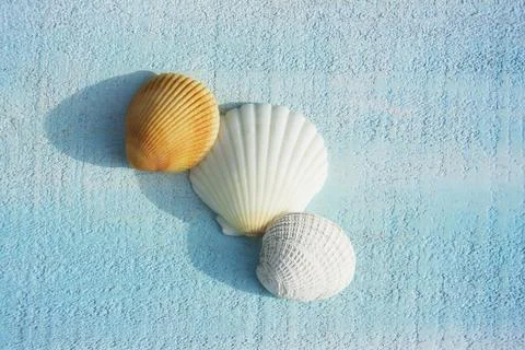 Three various seashells on light blue deck Stock Photos