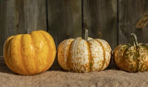 Three vegatable squash in the autumn light, yellow and golds, isolated from b Stock Photos