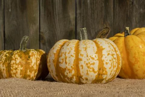 Three vegatable squash in the autumn light, yellow and golds, isolated from b Stock Photos