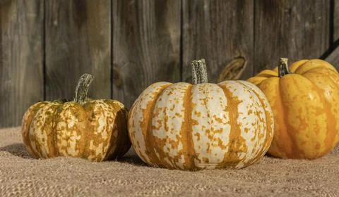 Three vegatable squash in the autumn light, yellow and golds, isolated from b Stock Photos
