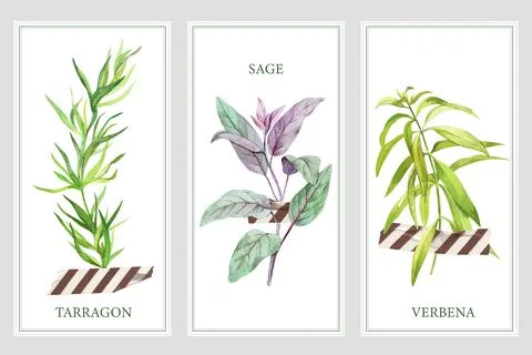 Three vertical banners with cooking herbs and tape Stock Illustration