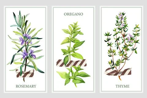 Three vertical banners with wild herbs and tape Stock Illustration