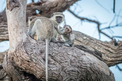 Three Vervet monkeys resting on a tree. Stock Photos
