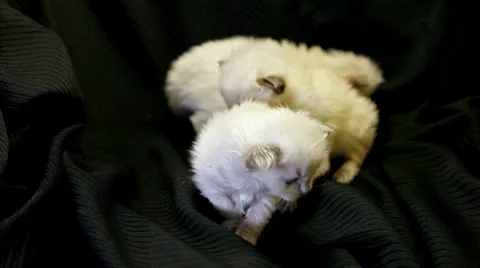Three very young kittens 02 Stock Footage 33889674