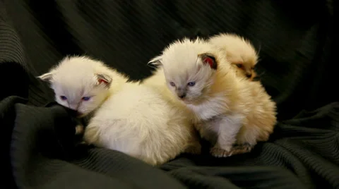Three very young kittens 04 Stock Footage 33891595