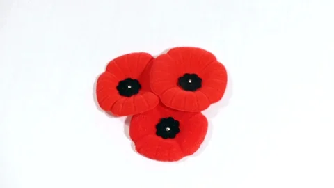 Three Veterans War Memorial Red Poppies on White Background, Isolated Poppy Pin  Stock Footage 127967090