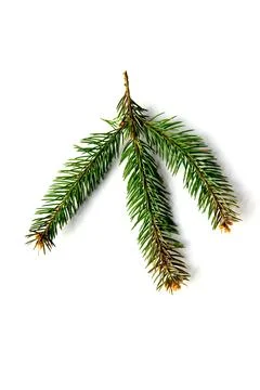 Three vibrant evergreen branches rest on a white surface, highlighting their  Stock Photos