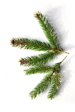 Three vibrant pine branches are laid on a plain white surface, showcasing ric Stock Photos