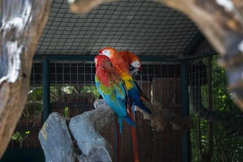 Three vibrant red and blue macaws perched together on a wooden branch Stock Photos