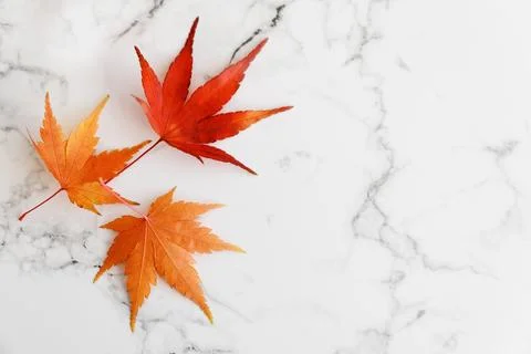 Three vibrant red and orange maple leaves arranged artfully on a clean whit.. Stock Photos