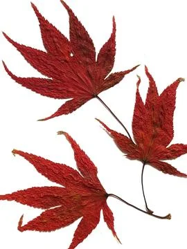 Three vibrant red maple leaves, dried and preserved, create a beautiful autum Stock Photos