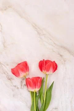 Three vibrant red tulips on marble surface Stock Photos