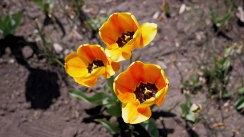 Three Vibrant Yellow and Orange Tulips Blooming in Sunny Spring Garden 스톡 동영상 339070124