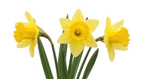 Three vibrant yellow daffodils bloom brightly signifying springtime beauty .. Illustration
