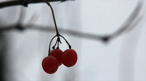 Three viburnum berries Stock Footage 33268724