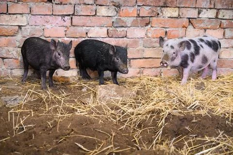 Three Vietnamese mini pigs in front of brick wall of pig pen Stock Photos