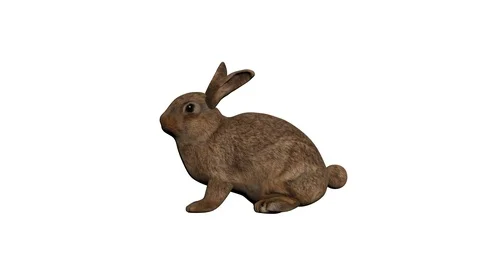 Three Views Of Rabbit. Looped. Alpha Channel Included Video stock 96691038