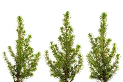 Three views of small fir tree isolated Stock-Fotos