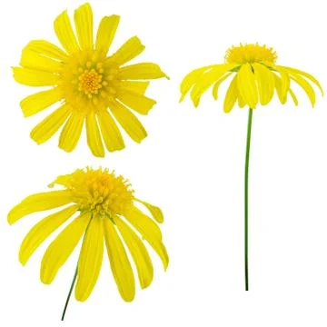 Three views of a yellow flower. Elements for design. Stock Photos
