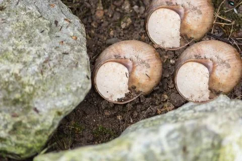 Three vine snails in a snail shell. 스톡 사진
