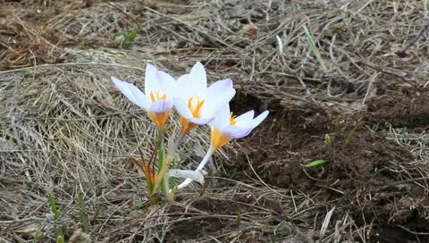 Three violet crocus Stock Footage 10897218