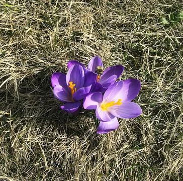 Three violet crocuses at springtime Stock Photos