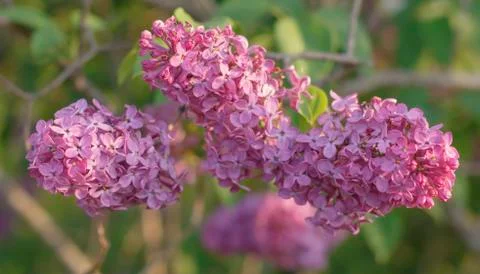 Three violet red lilacs, close up, on blurred background Stock Photos