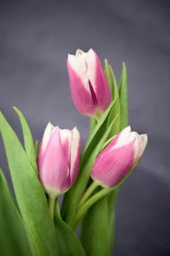 Three violet tulips Stock Photos