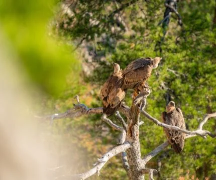 Three vultures alert looking in different directions Stock Photos