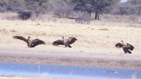 Three vultures sunning themselves on a hot day by the water hole Video stock 81416643