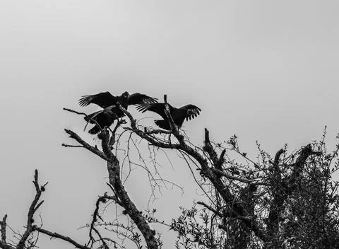 Three vultures waiting in the dead tree tops Stock Photos