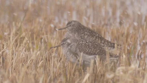 Three waders try to warm up under snowstorm Stock Footage 283548776