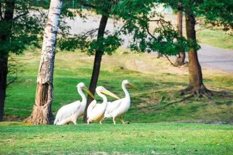 Three walking pelicans Foto stock