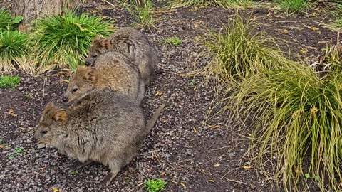 Three wallaby sitting  Video stock 269901679
