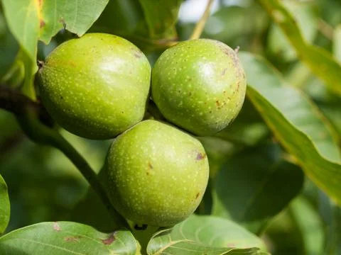 Three walnut fruits on the tree Stock Photos