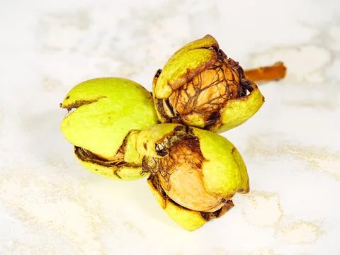 Three walnuts with a broken peel Stock Photos