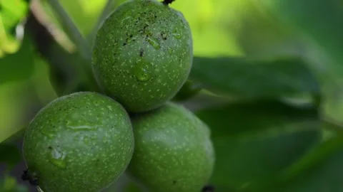 Three walnuts in a green shell on a tree. A walnut is the nut of any tree of  Stock Footage 166005950