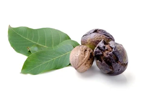 Three walnuts with leaves isolated on white background. Stock Photos