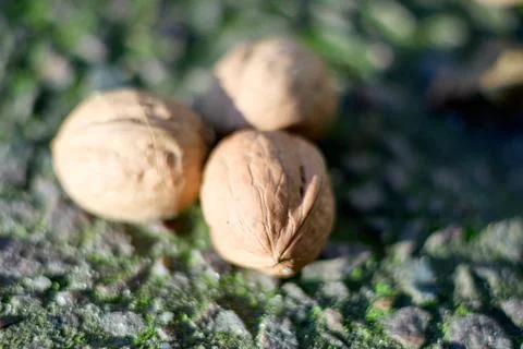 Three walnuts on mossy stone Stock Photos