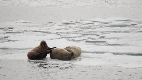 Three walruses resting on drifting sea ice surrounded by cold arctic waters Stock-Footage 312209422