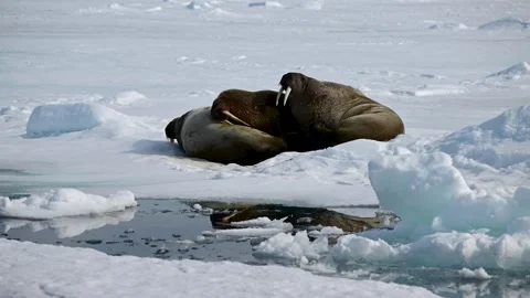 Three walruses resting on snow 스톡 동영상 337956489