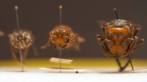 Three Wasps on Display Stock-Footage 111253490