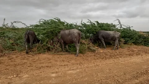 Three Water Buffaloes Grazing and Eating Green Bushes Vidéo 341696737